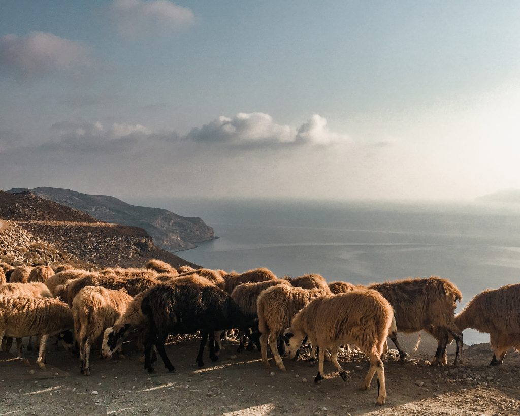 sheep blocking the road along the Gramvousa Peninsula