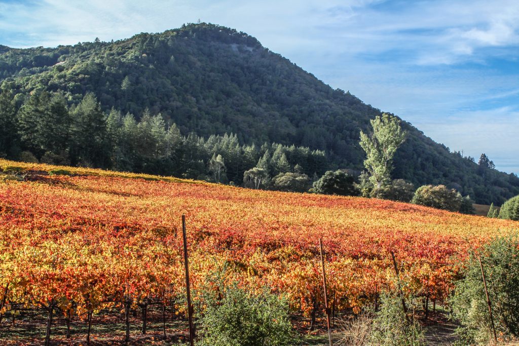 the colorful fall time vineyards