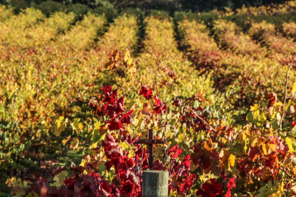the fall time vineyards