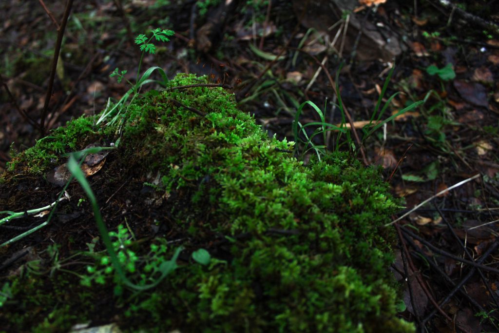 Mossy Vegetation on the Trail
