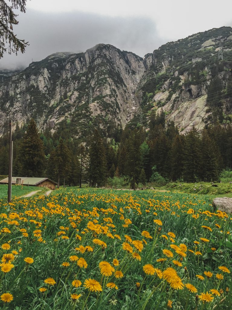 Dandelions in a field at the base of the Alps in Interlaken, Switzerland