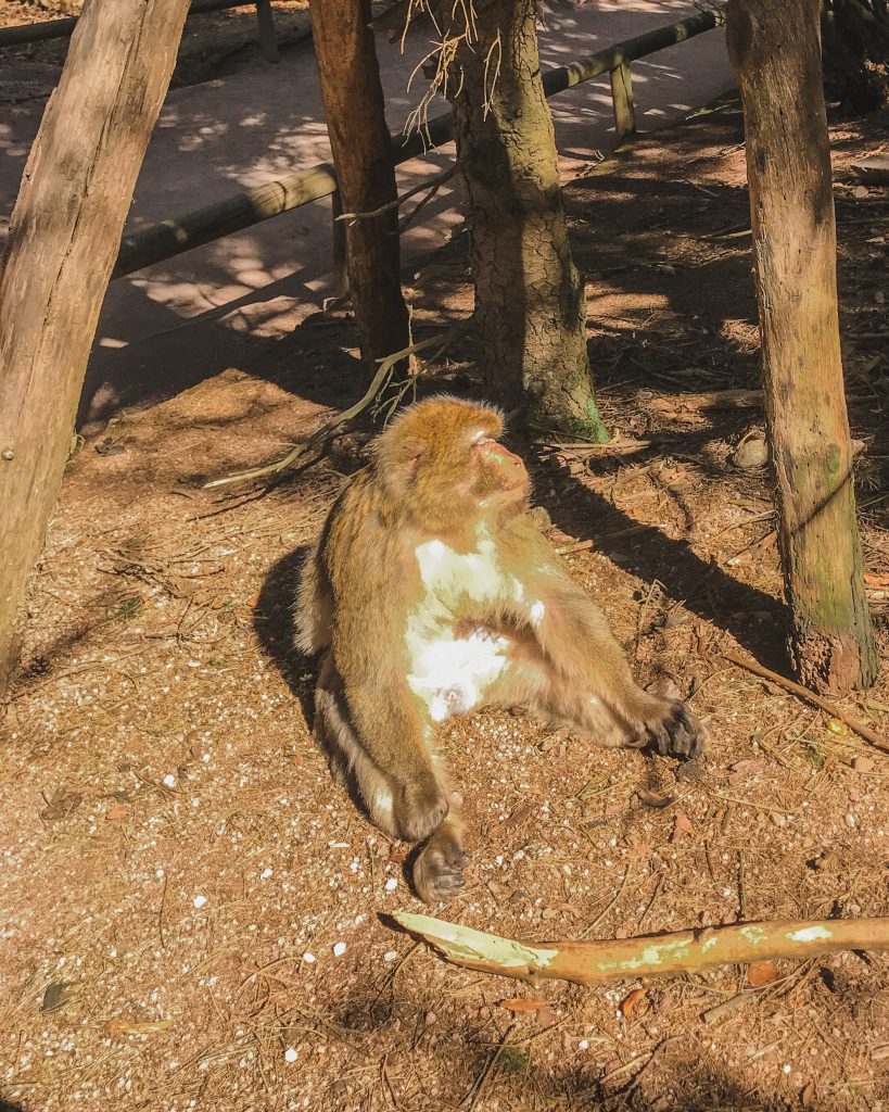 A Monkey Chilling in the Sun