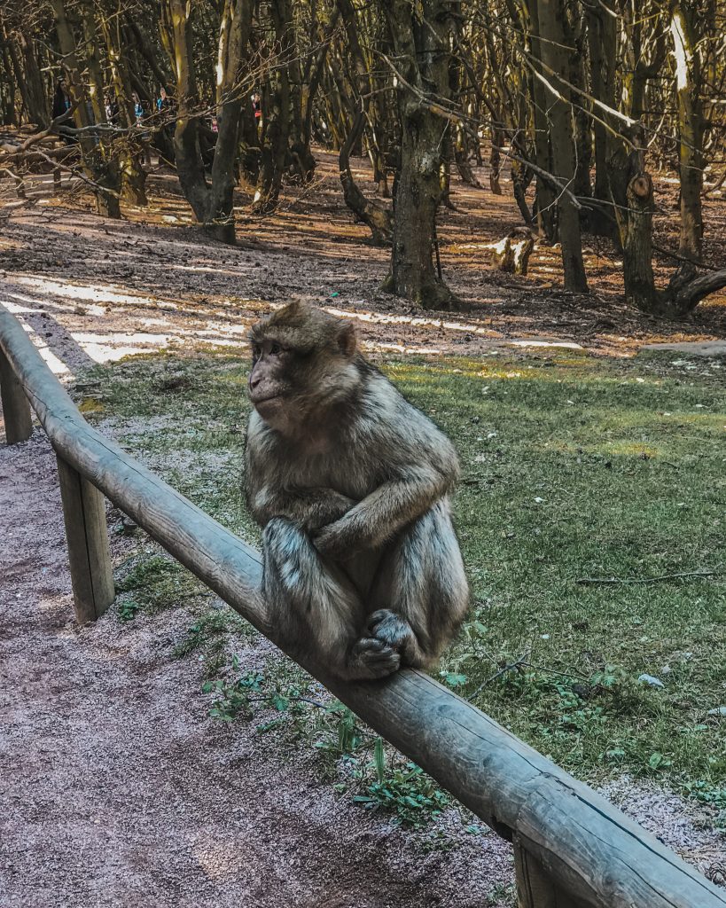 A Monkey Sitting on a Log
