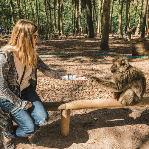 Feeding Monkeys at Monkey Mountain in France