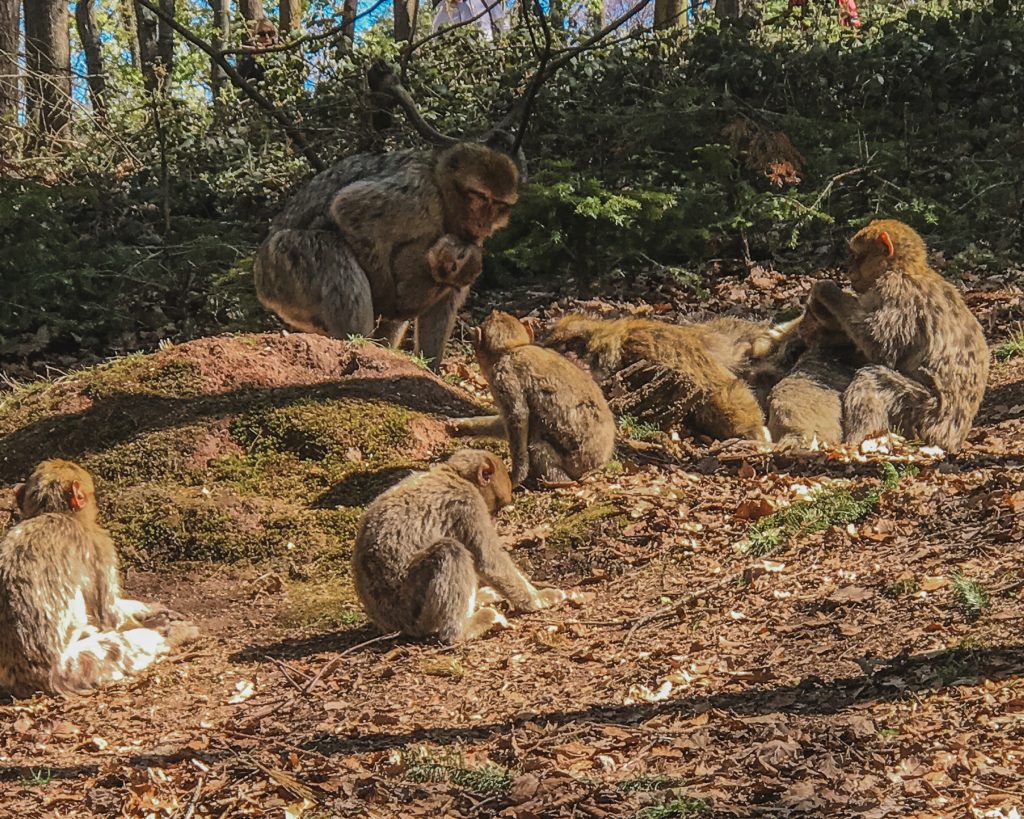 A Family of Monkeys