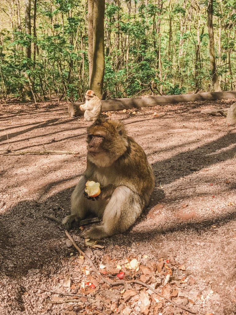 A monkey eating an apple