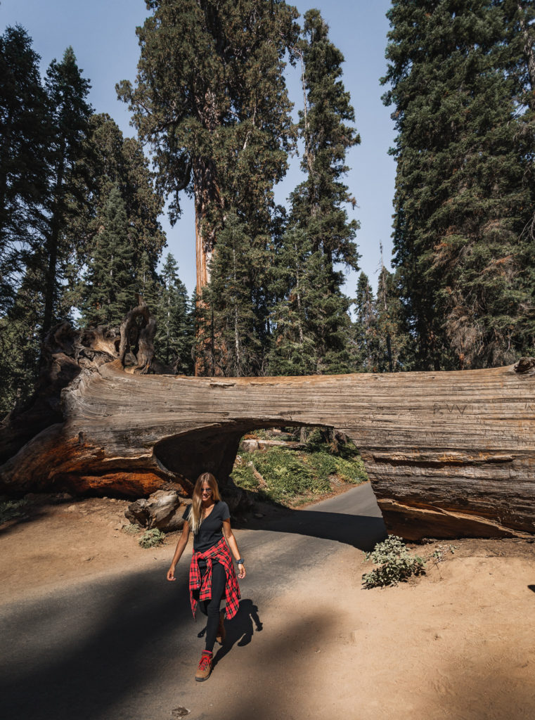 Tunnel Log in Sequoia