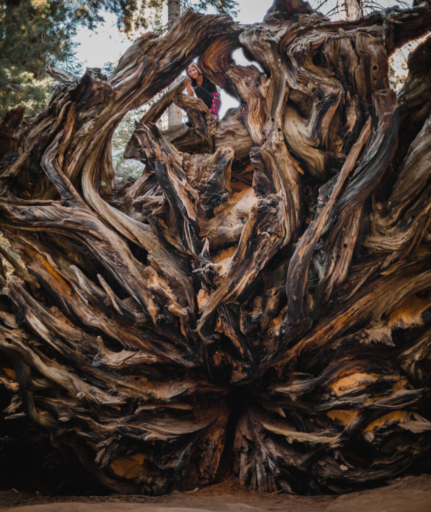 Bottom of Sequoia Tree