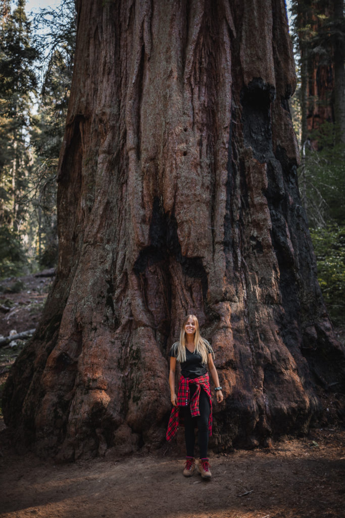 Giant Sequoia trees in Kings Canyon National Park