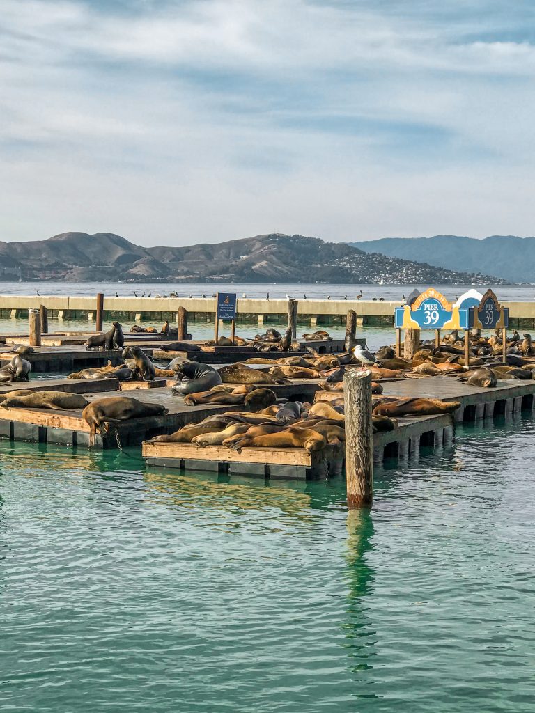 Sea lions laying out at Pier 39