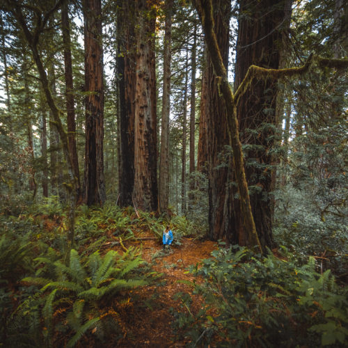 A Hazy Hike in the Lady Bird Johnson Grove of Redwoods