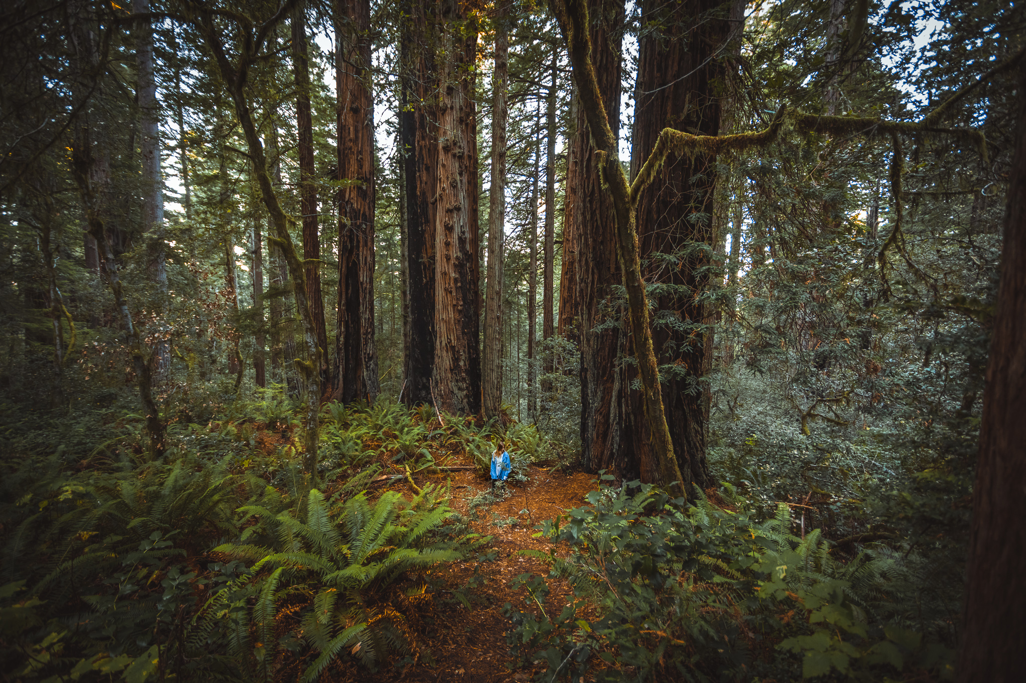 A Hazy Hike in the Lady Bird Johnson Grove of Redwoods - The Break of Dawns