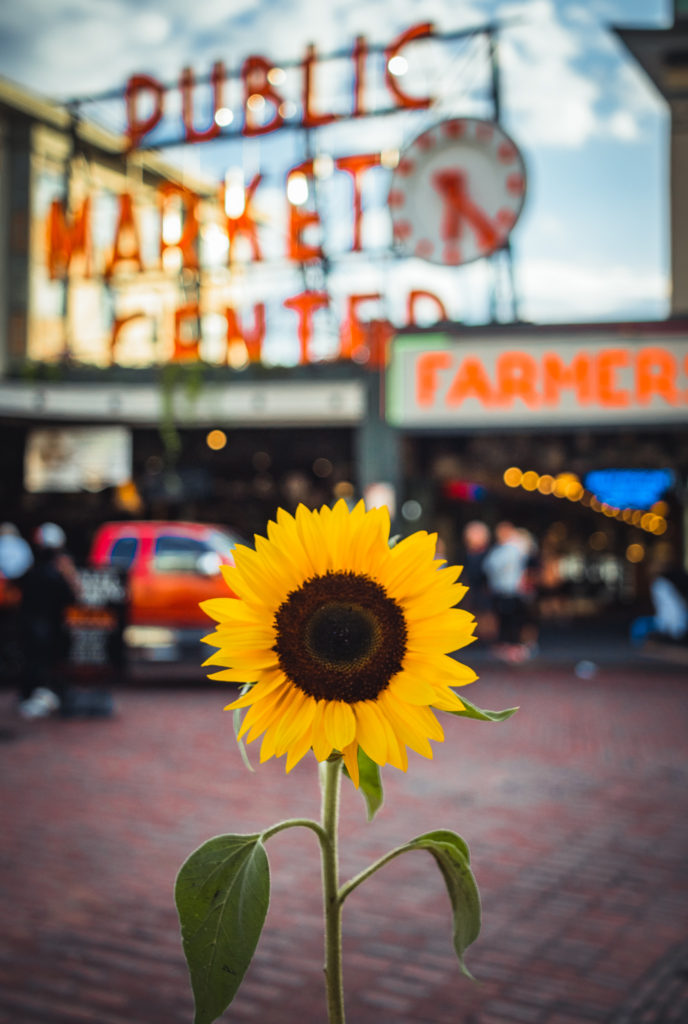 Sunflower at Pike's Place Market