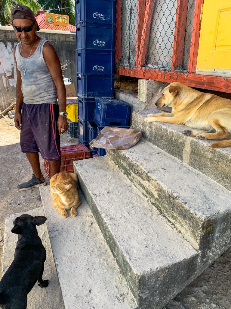 2 dogs and a cat sitting on the ledge at the Caye Caulker Animal Shelter