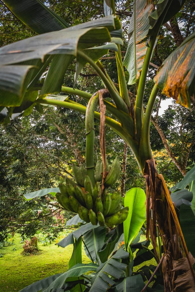 Jungle atmosphere with plaintains