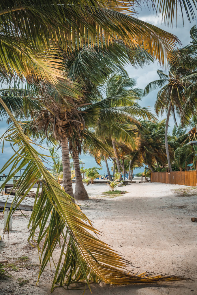 Palm Trees in Caye Caulker