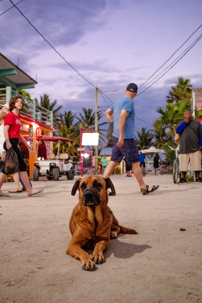 A dog chilling in Caye Caulker