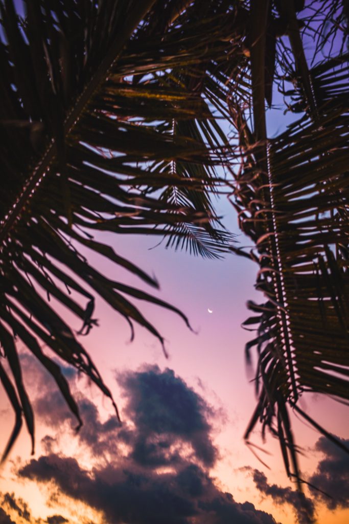 Sunset in Caye Caulker through palm trees