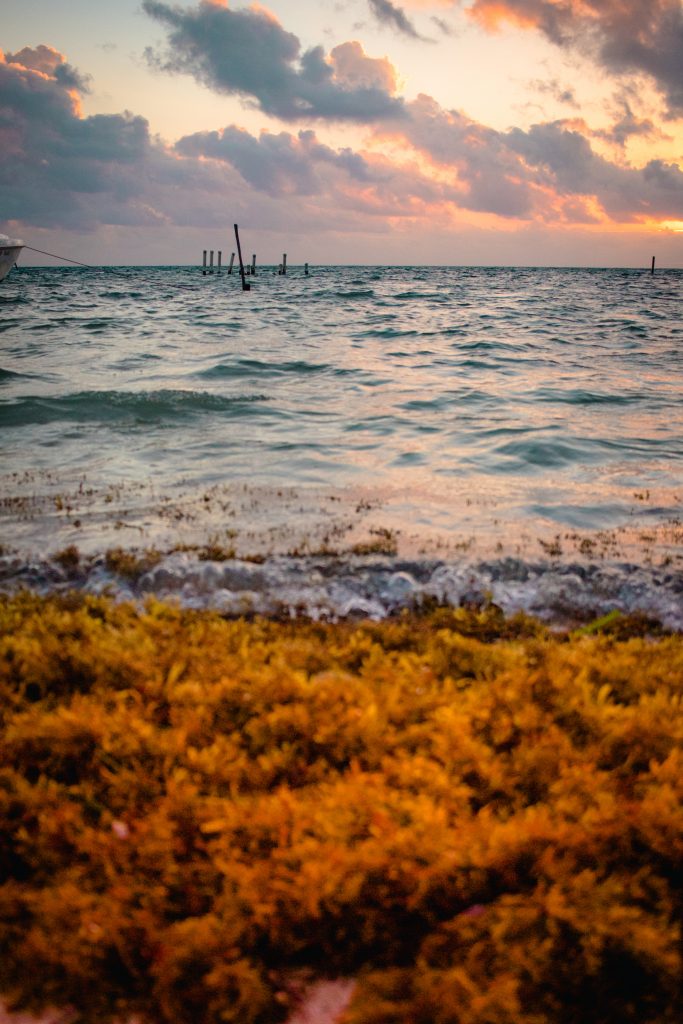Caribbean Sea with sea grass and the sunrise