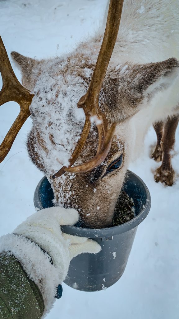 Reindeer eating out of a bucket