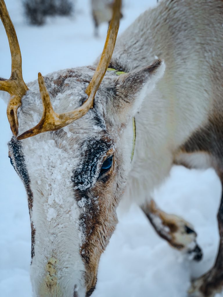 Close up of a reindeer
