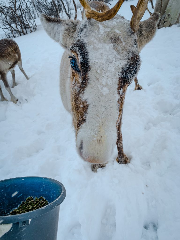 Reindeer close ups