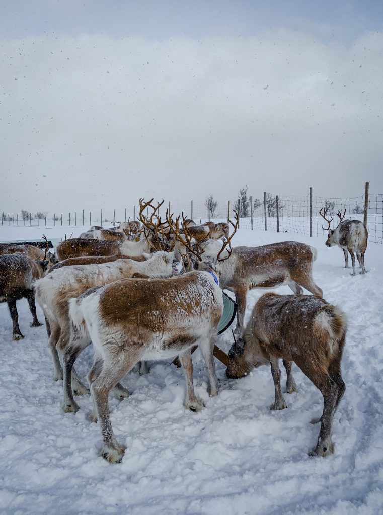 A group of reindeer eating
