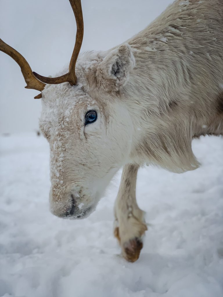 Close up of a reindeer