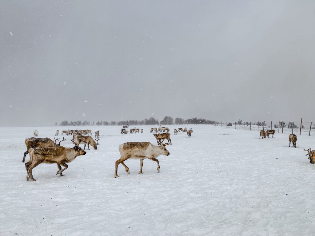 A slew of reindeer in the snowy fields