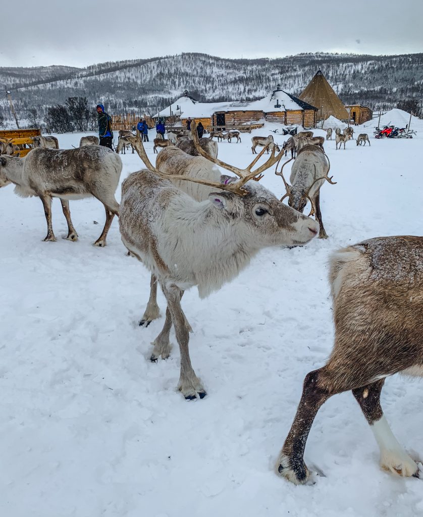 Reindeer following each other around in the snow
