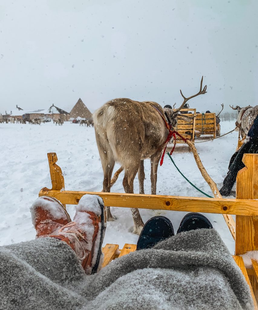 Reindeer pulling the sleds
