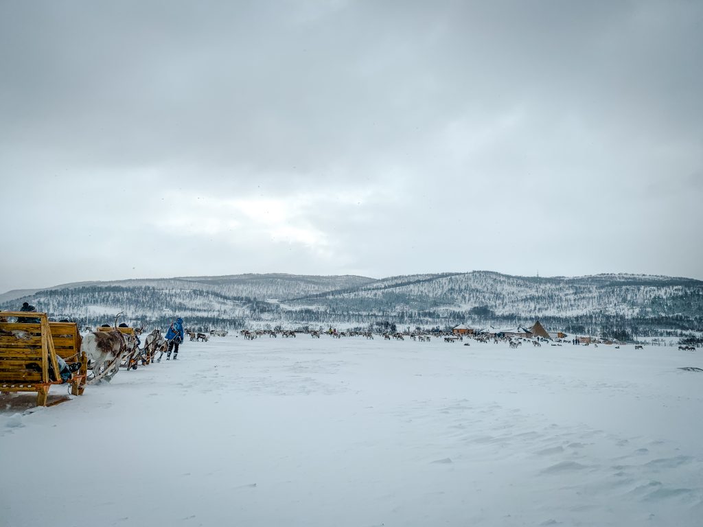 The train of reindeer pulling the sleds