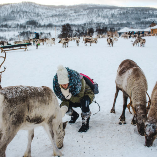An Epic Experience with Tromso Arctic Reindeer