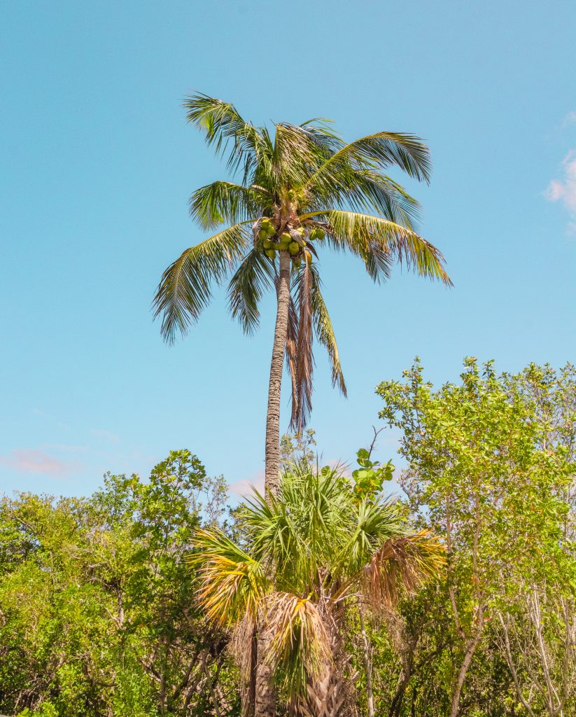 Palm tree soaring above the rest of the vegetation