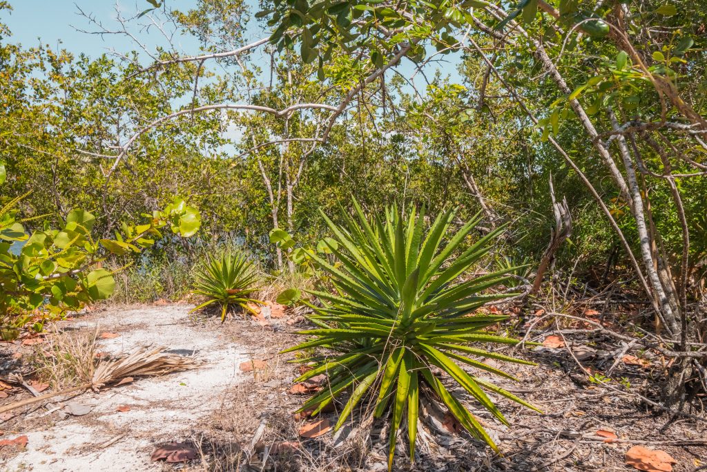 Cacti in front of the mangroves