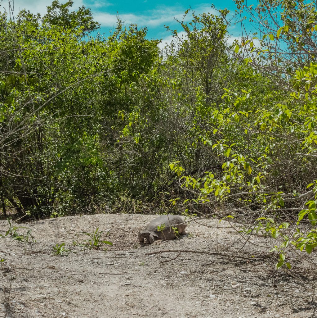 Gopher tortoise heading into his hole