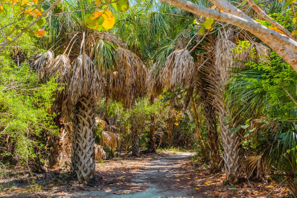 A sandy pathway through the palm trees