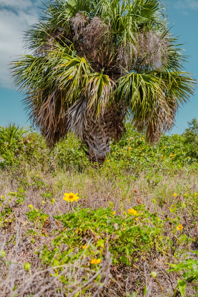 Palm tree and flowers