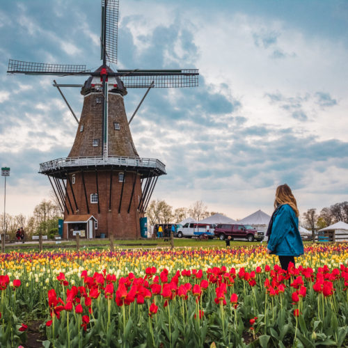 Discover Tulip Time in Holland, Michigan
