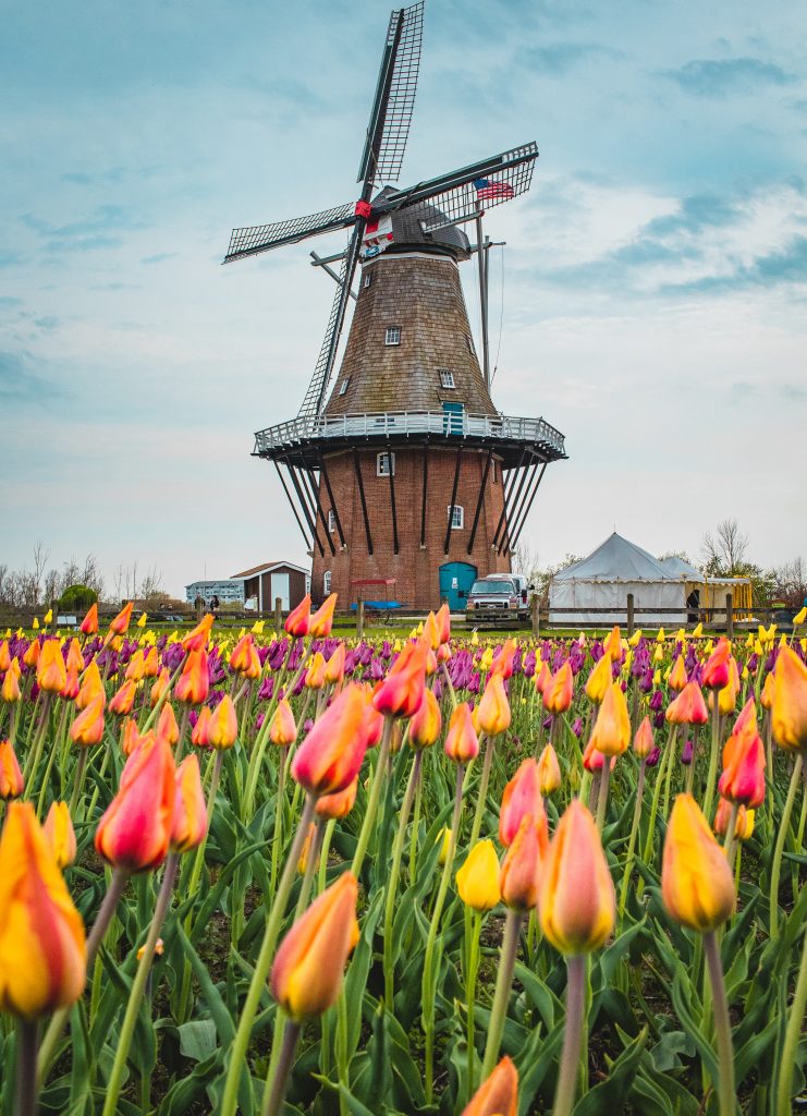 The Dutch windmill with a garden of tulips in front