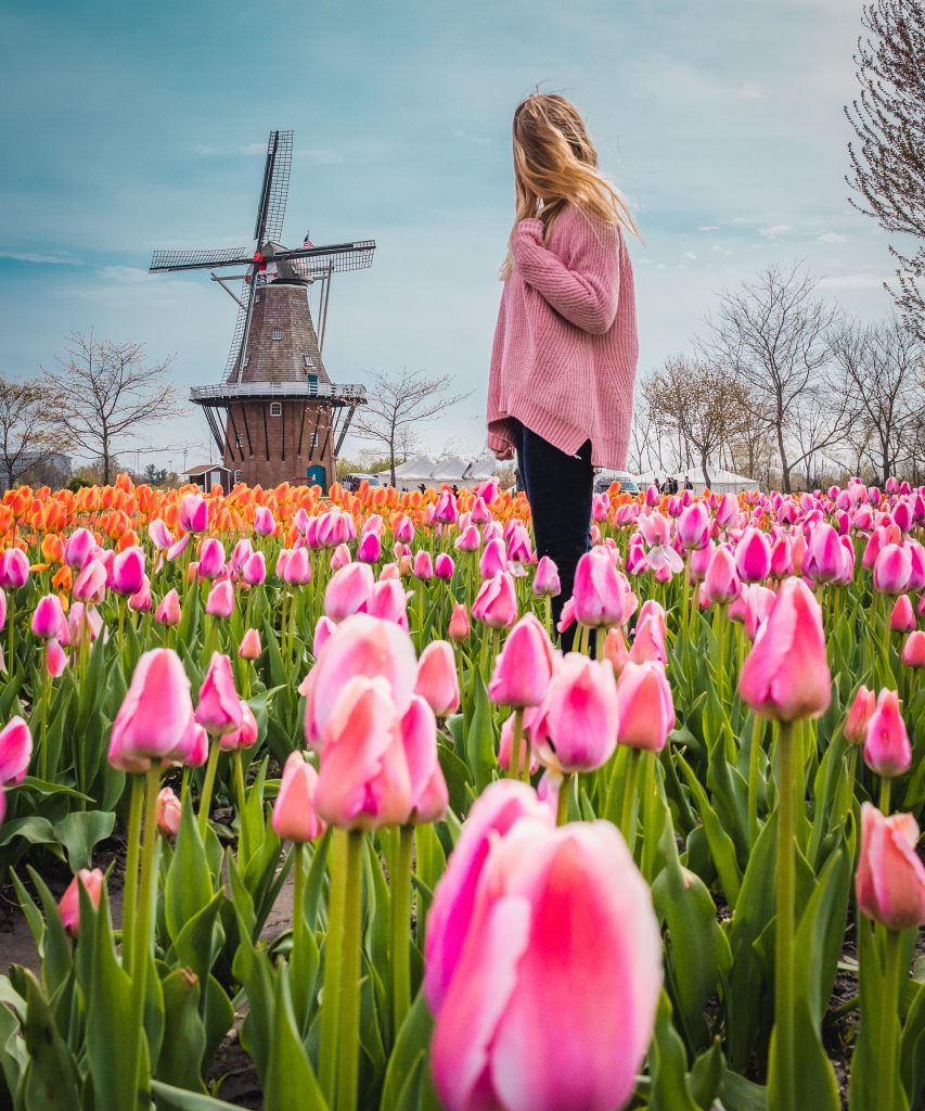 Me in a field of tulips with the dutch windmill