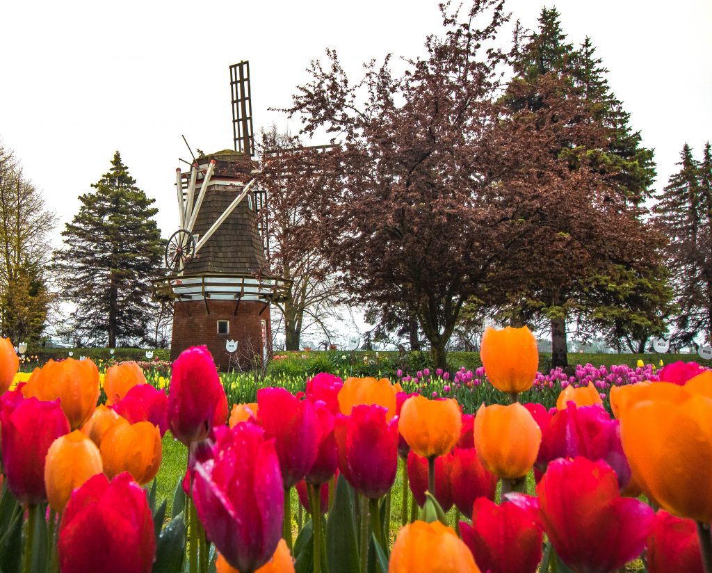 Tulips and the Dutch windmill