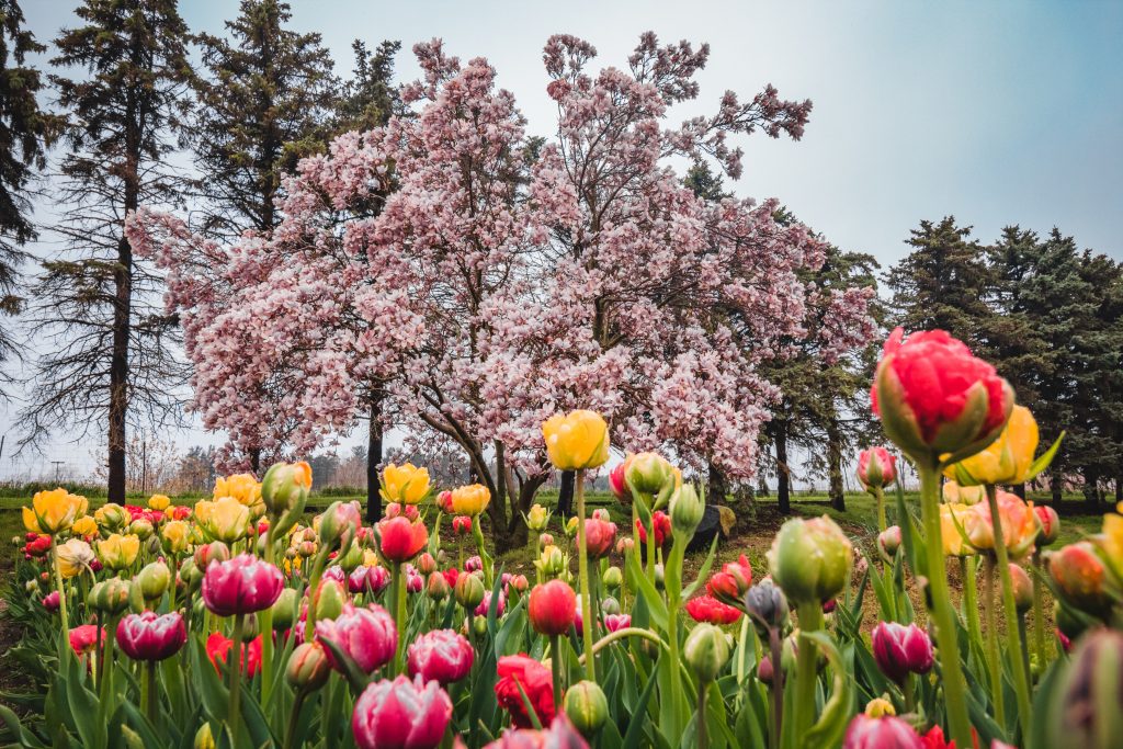 Tulips in front of a magnolia tree that's blooming