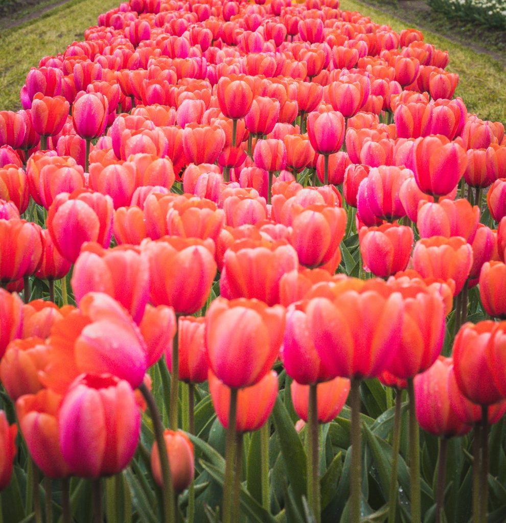 Big bloom of pink tulips