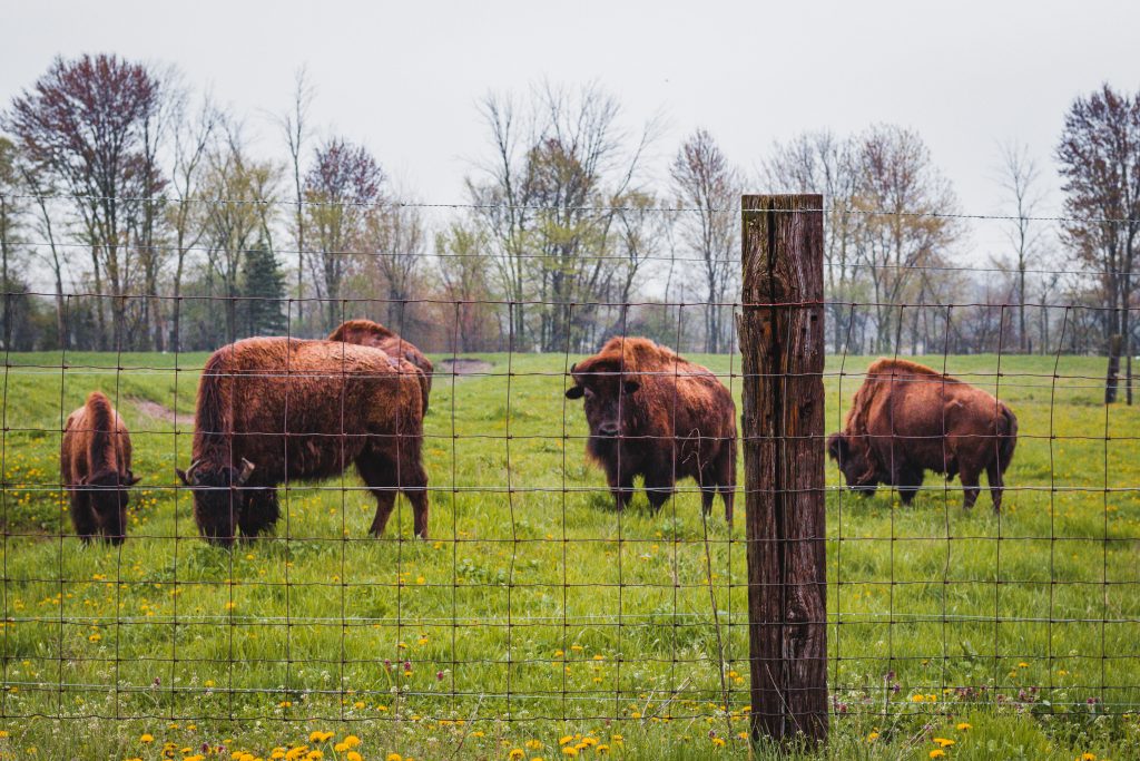 American bison in a field