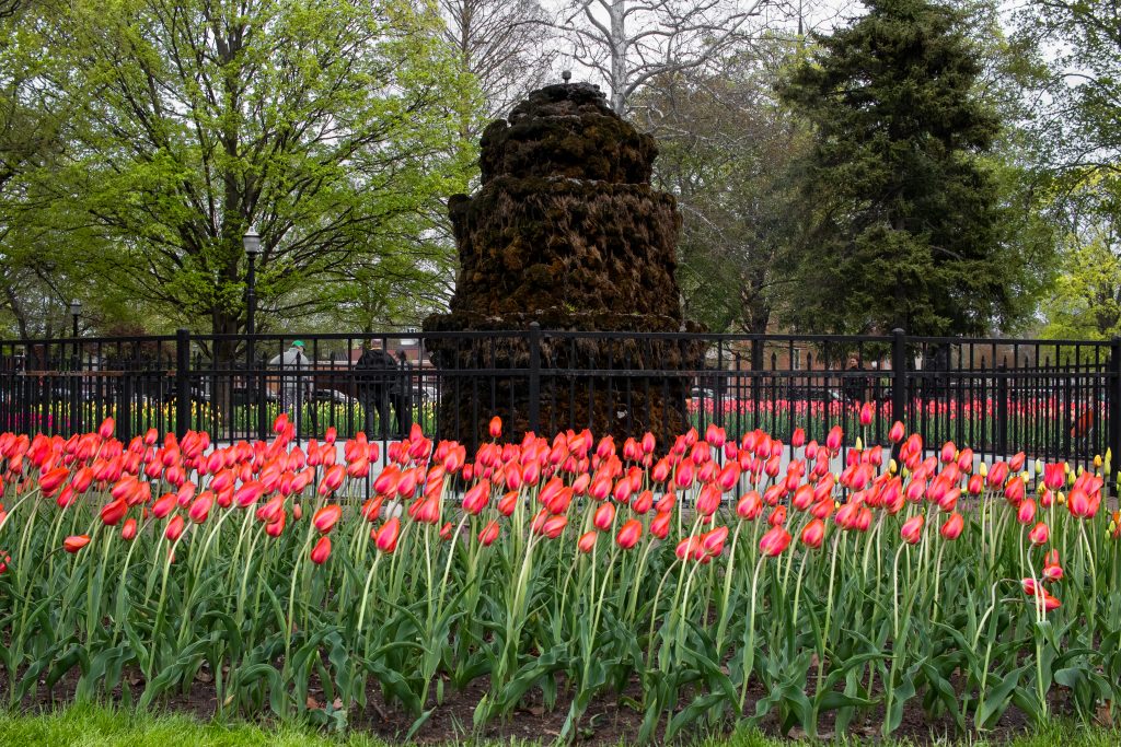 The fountain in centennial park with red tulips in front