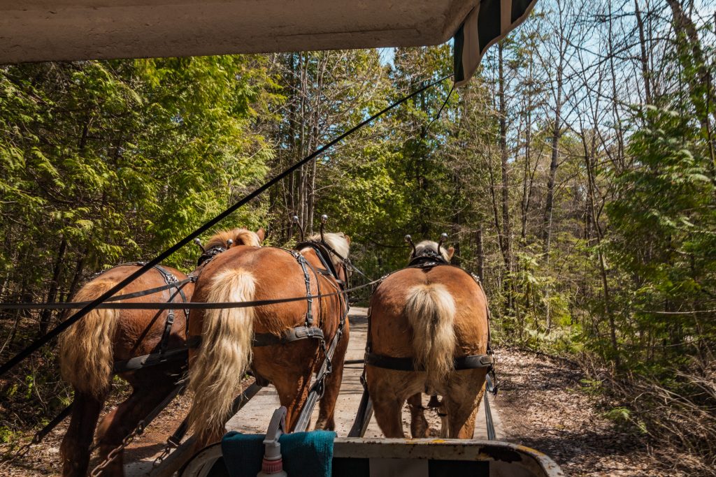3 Belgian Draft horses pulling a carriage through the woods