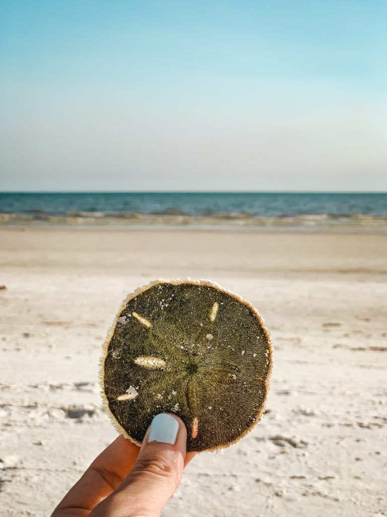 A sand dollar in front of the beach