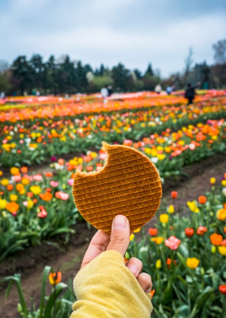 A stroopwafel in front of the tulip gardens