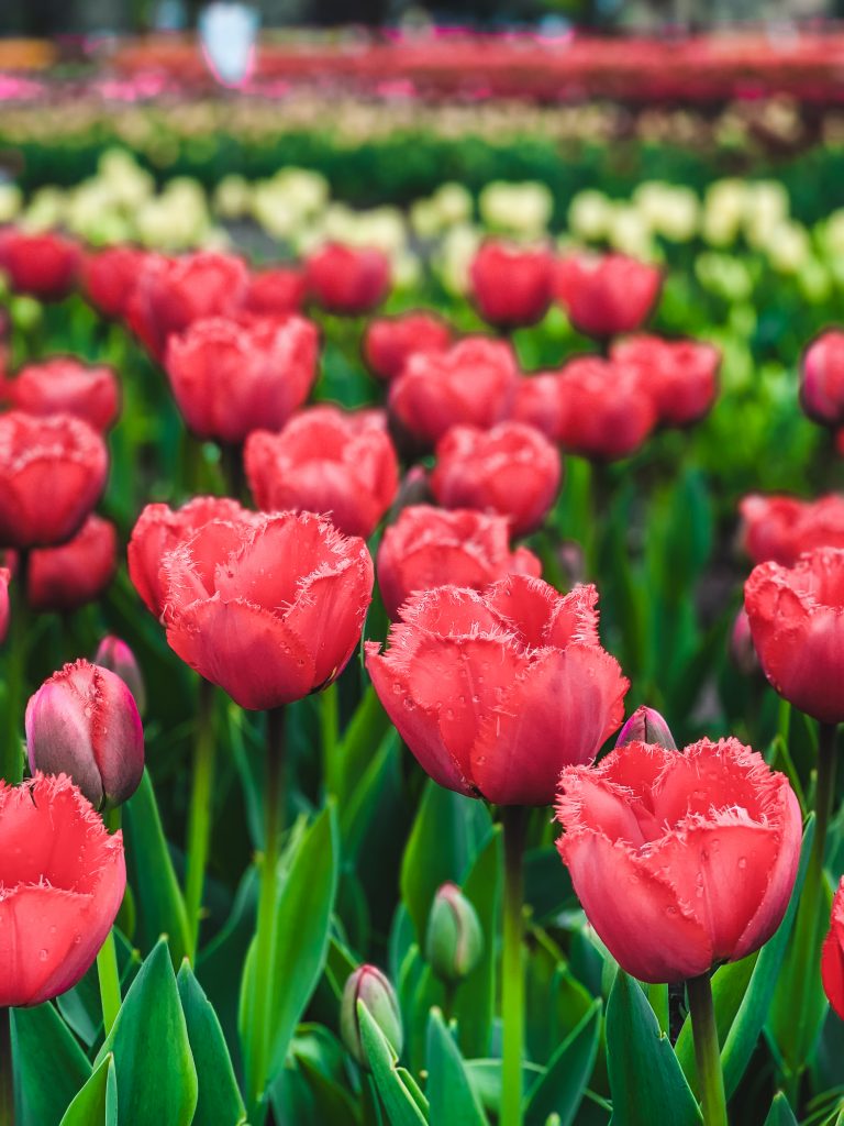 Fringed tulips